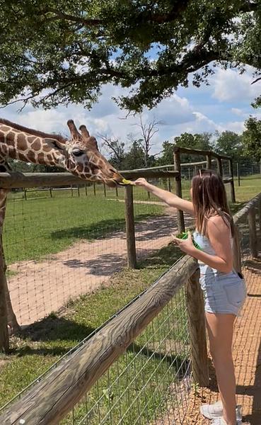 Feeding Giraffes